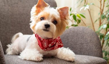 Nutro Limited Ingredient Diet dog food may be misleadingly advertised.