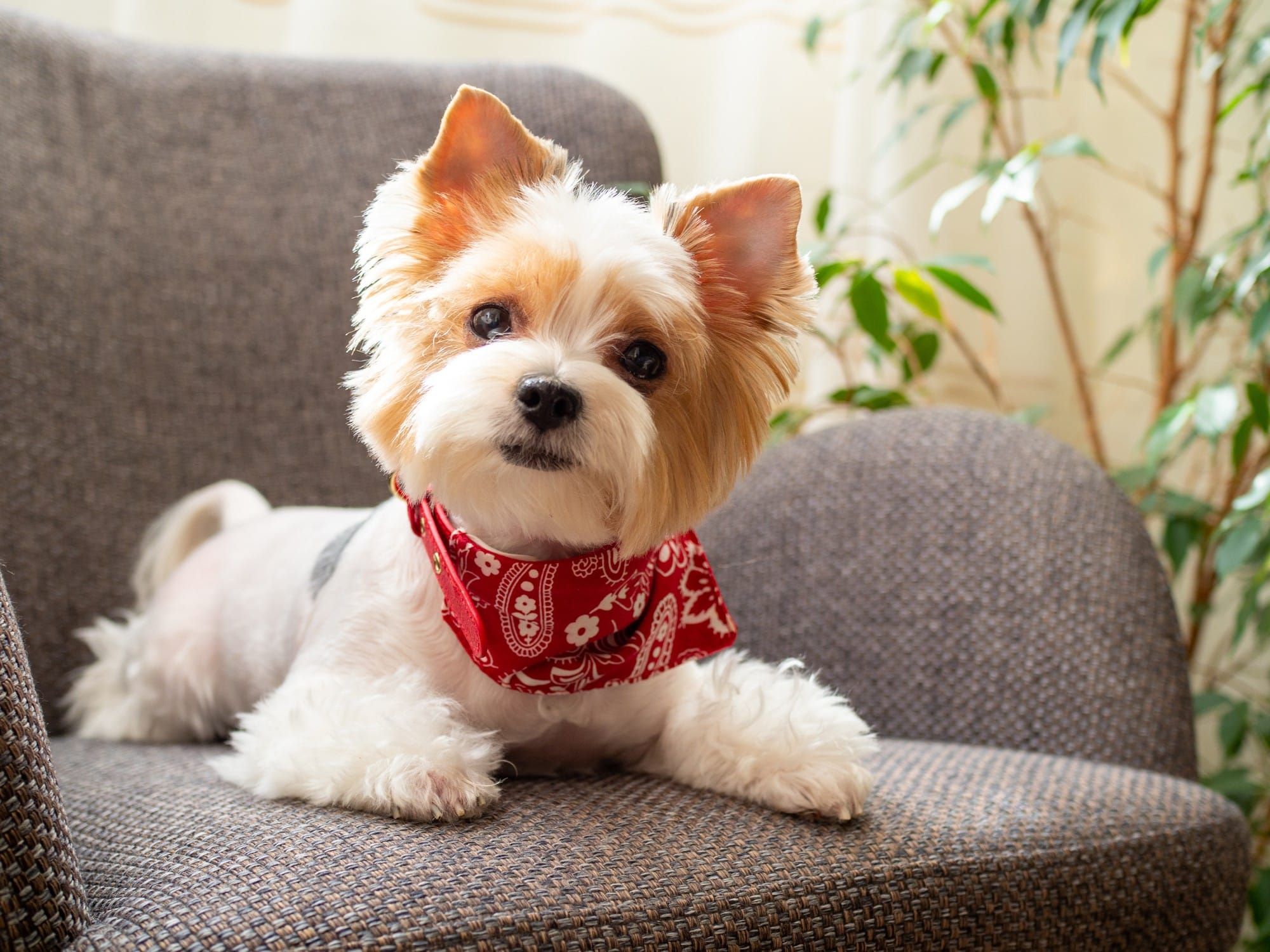 Nutro Limited Ingredient Diet dog food may be misleadingly advertised. 