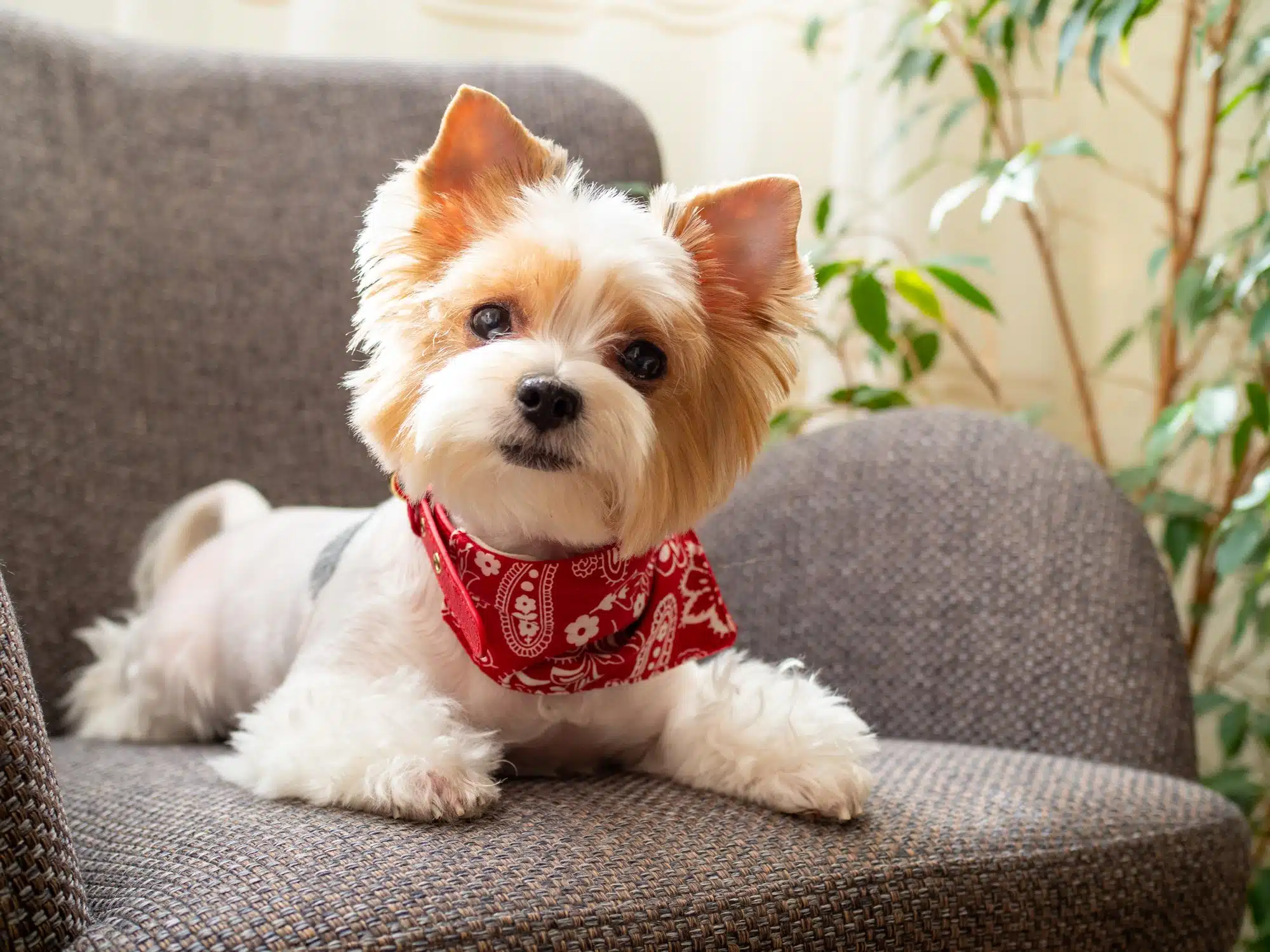 Nutro Limited Ingredient Diet dog food may be misleadingly advertised. 