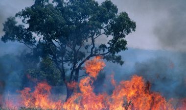 fully engulfed wildfire