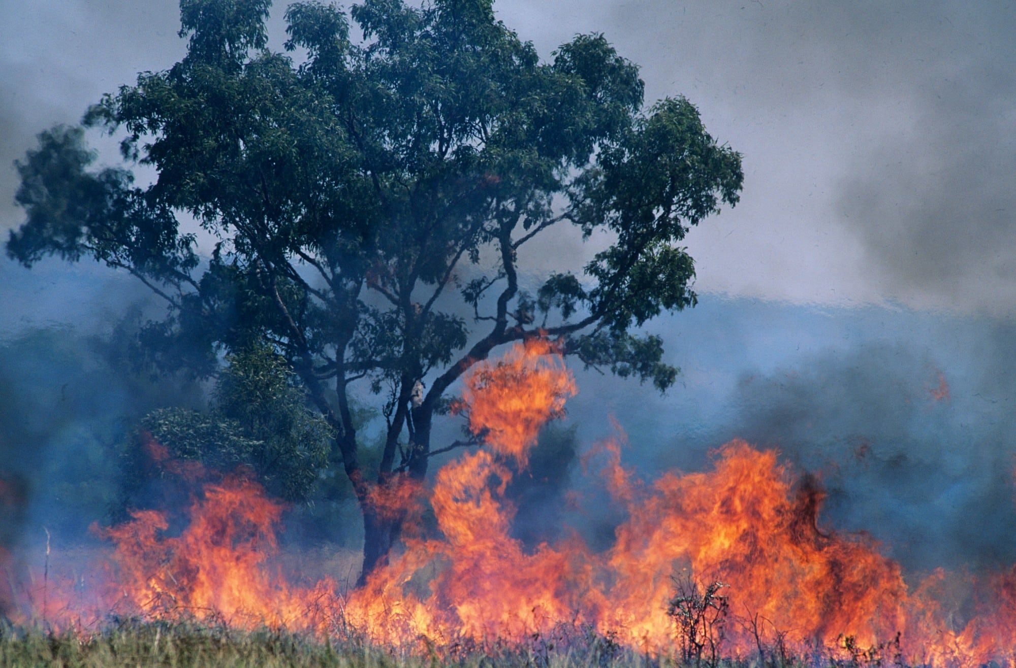 fully engulfed wildfire