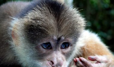 Choakoh Coconut Milk may be being cruel to monkeys.