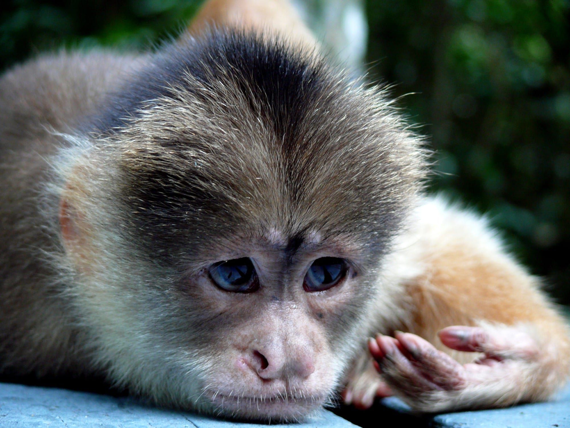 Choakoh Coconut Milk may be being cruel to monkeys.