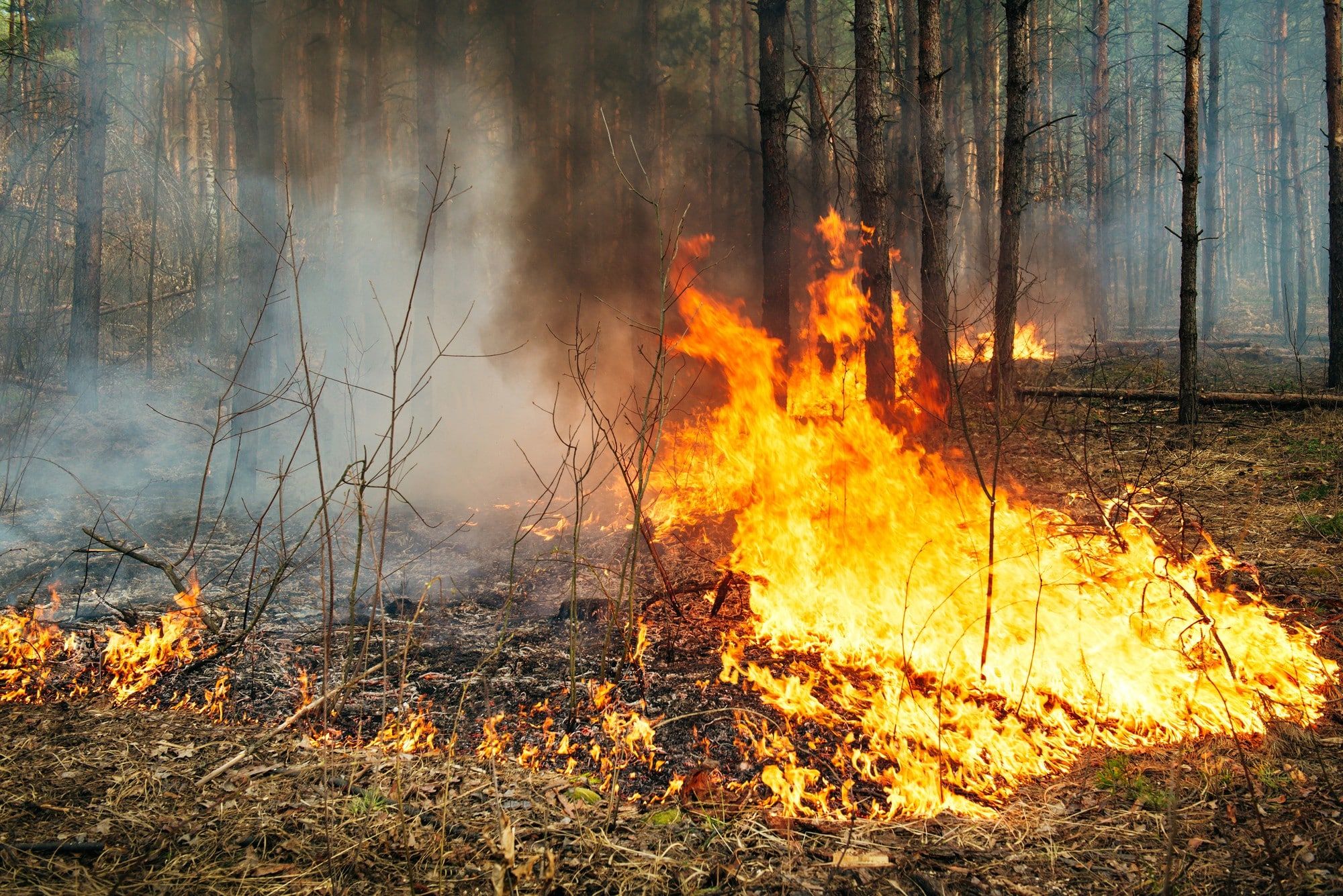 The U.S. Forest Service may have turned down firefighting equipment.