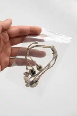 Psilocybin regarding how measure 110 will change Oregon's current laws