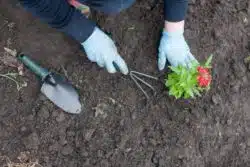 woman removing weeds from garden