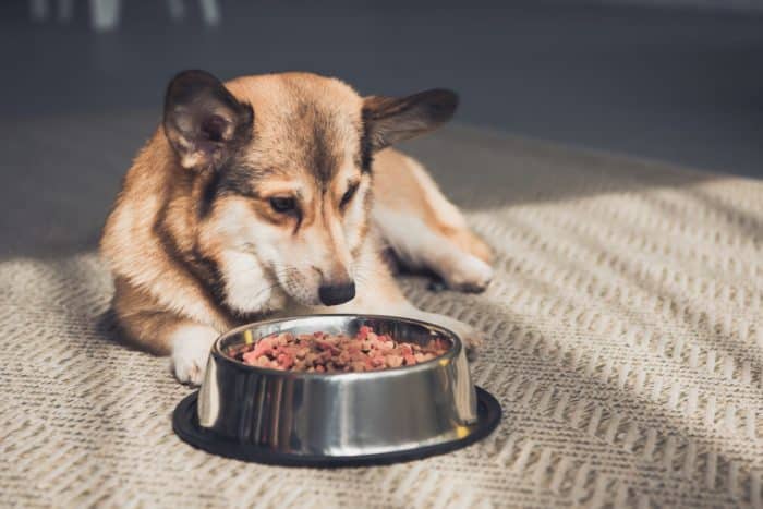Dog disgusted with contaminated food