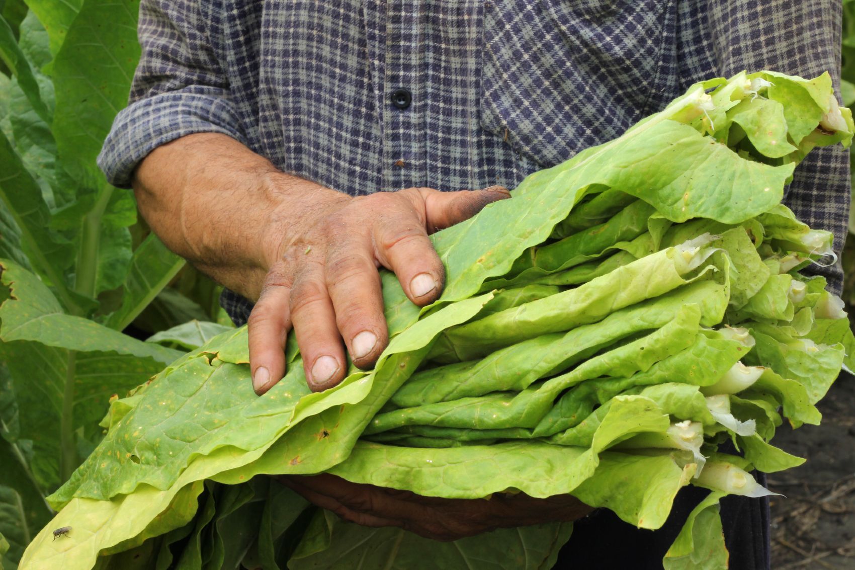 A man holds tobacco leaves in his arms - Burley Tobacco