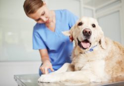 Aflatoxin prompts pet food recall.