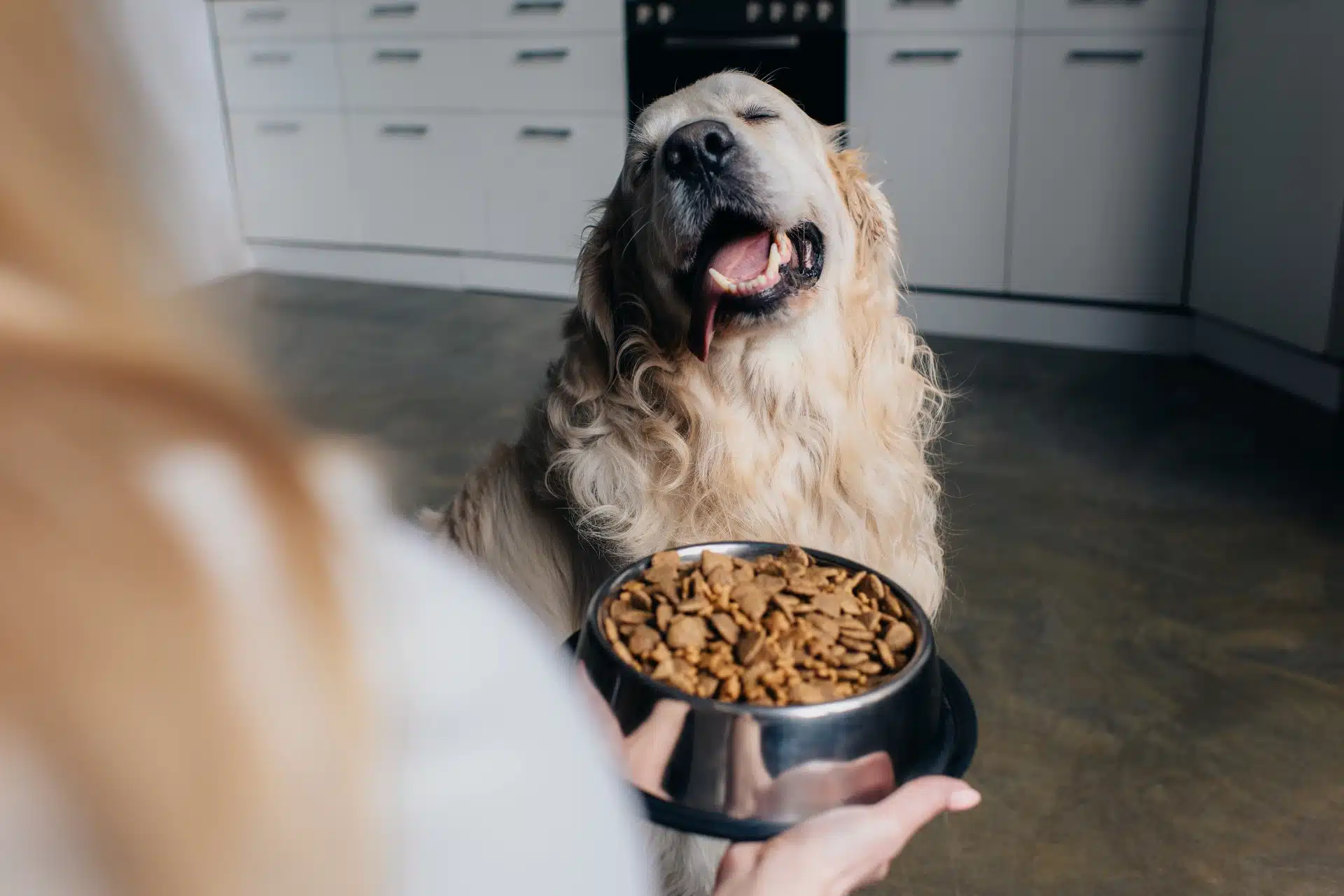 A dog waits as a woman carries a bowl of dogfood - Wellpet food