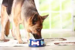 A Sportsmix recall has been expanded following the death of 70 dogs.