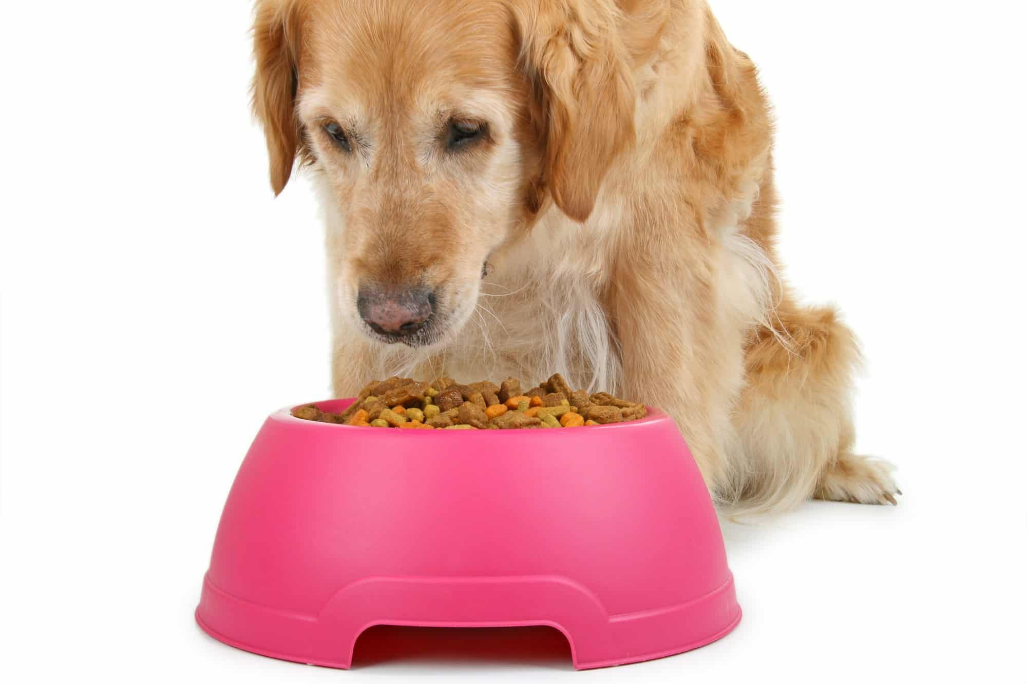 Golden Retriever eating its food