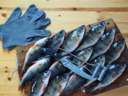 Fishing knives are being recalled after catching on fire.