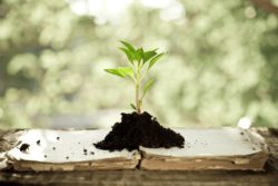 The EPA has not yet banned Roundup with glyphosate.