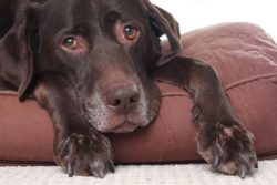 sad older dog