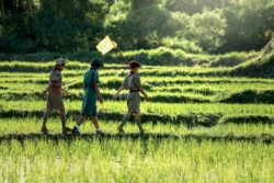 LDS may have played a role in Boy Scouts sexual abuse.
