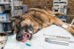 Sick dog getting treatment