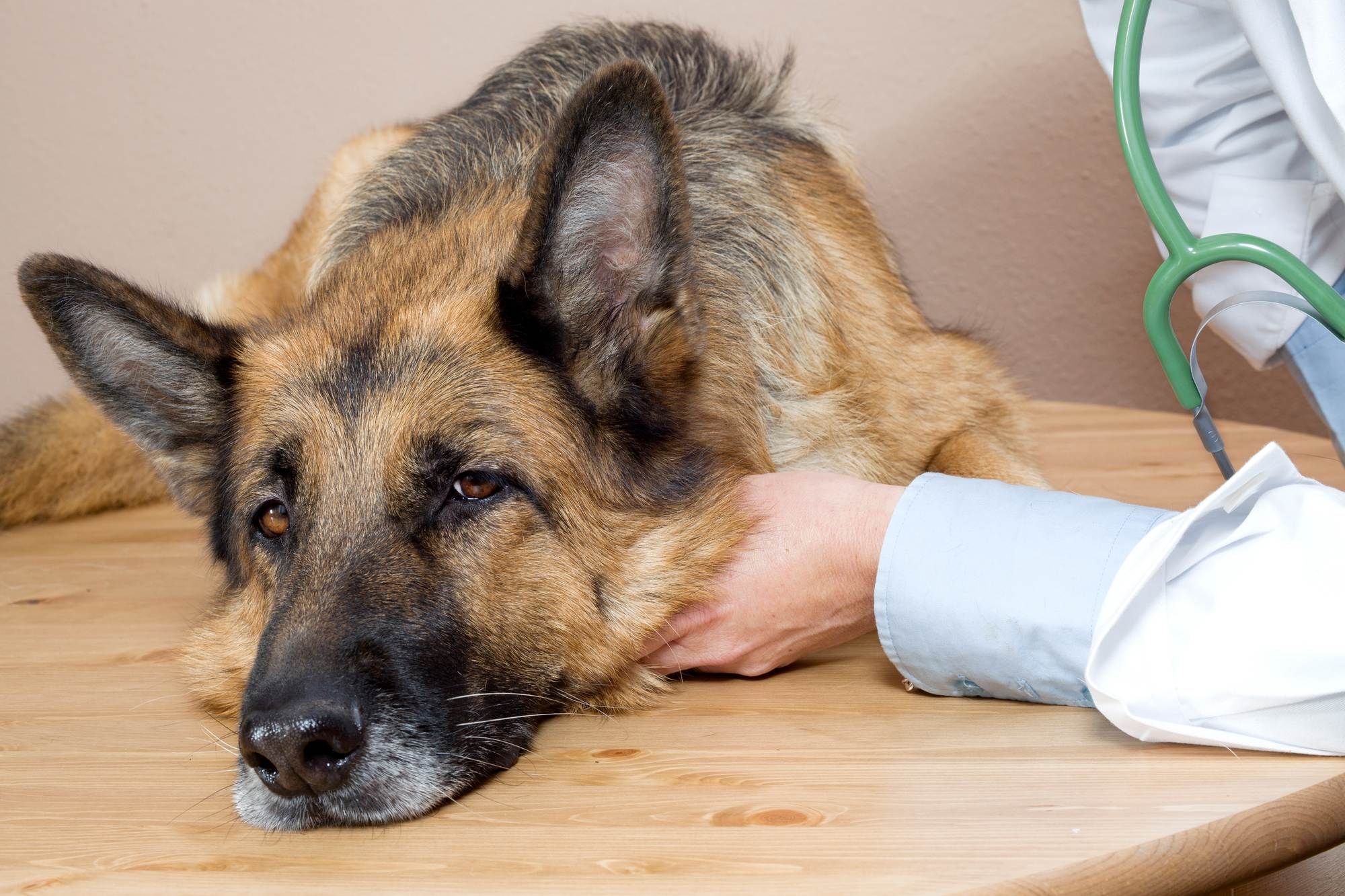 sick german shepherd at vet office