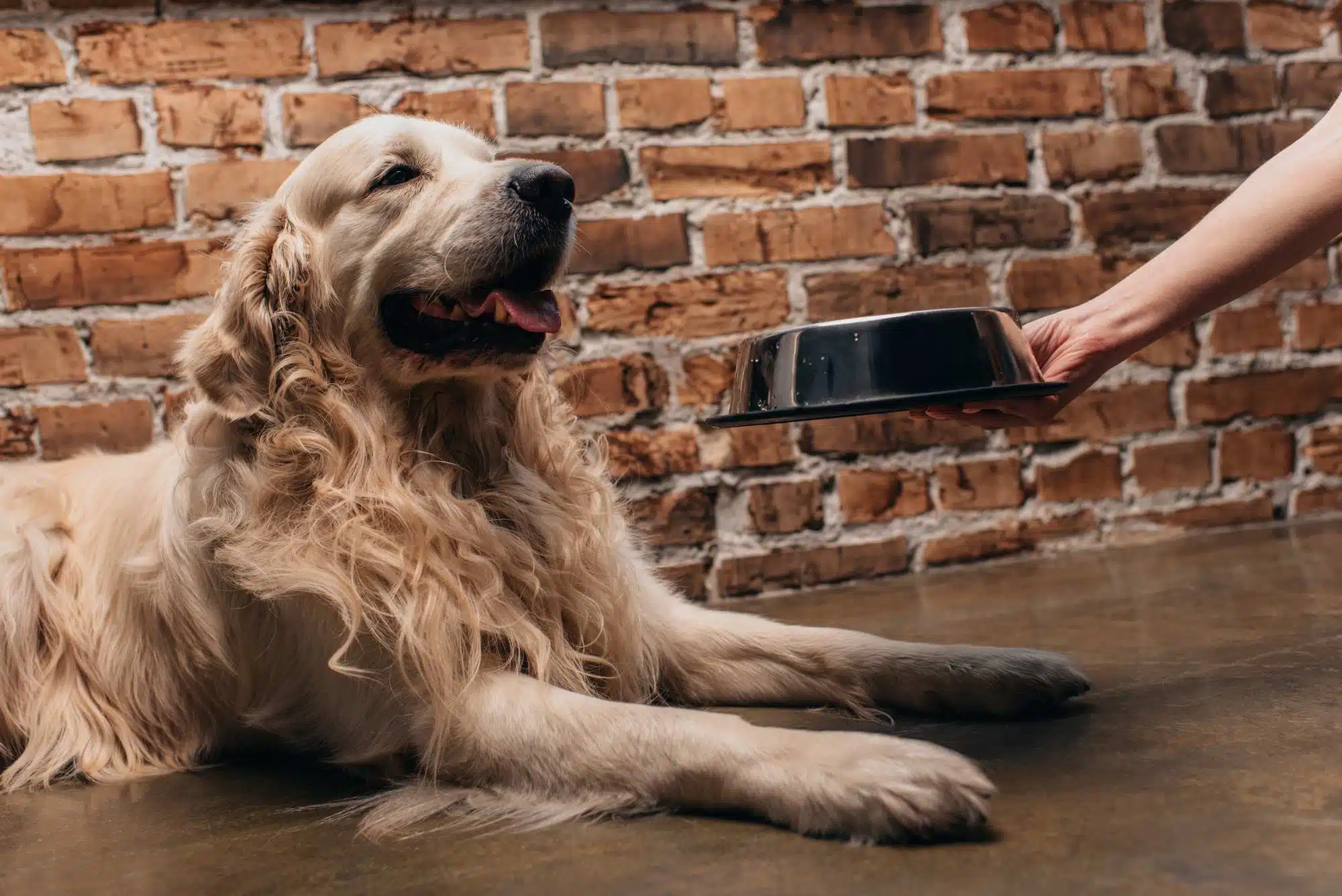Breeder's Choice Pet Food product AvoDerm is facing a class action lawsuit over a lack of avocado.