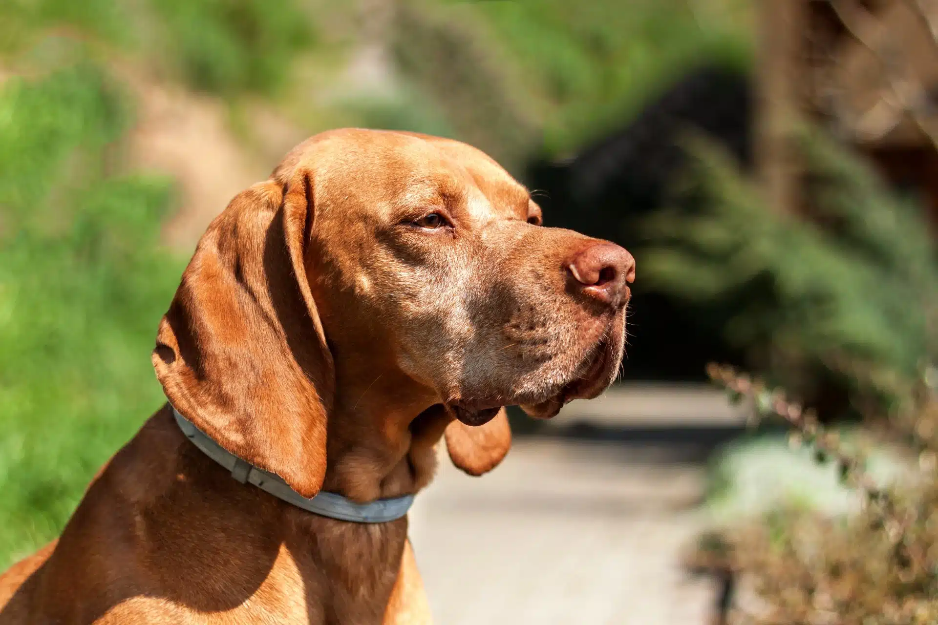 A dog wears a flea collar - seresto