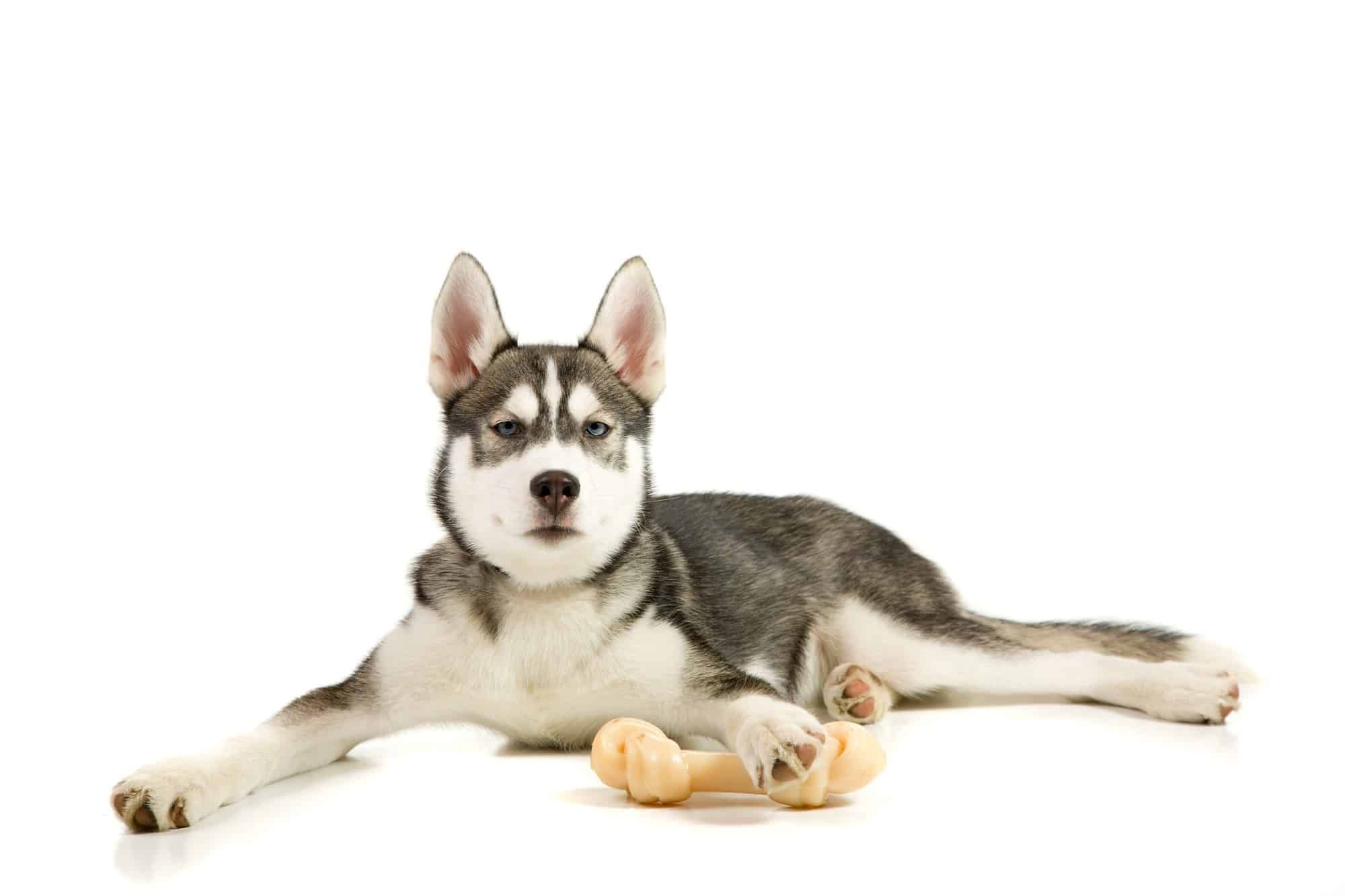 Seresto hit with class action over flea collar deaths.