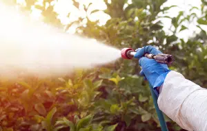 A hand sprays weed killer on plants - Roundup Monsanto