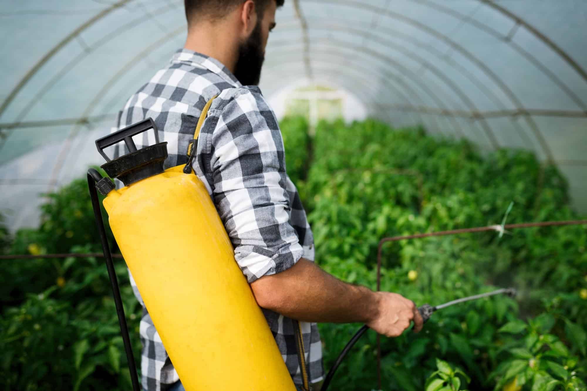 young farmer spraying plants in greenhouse