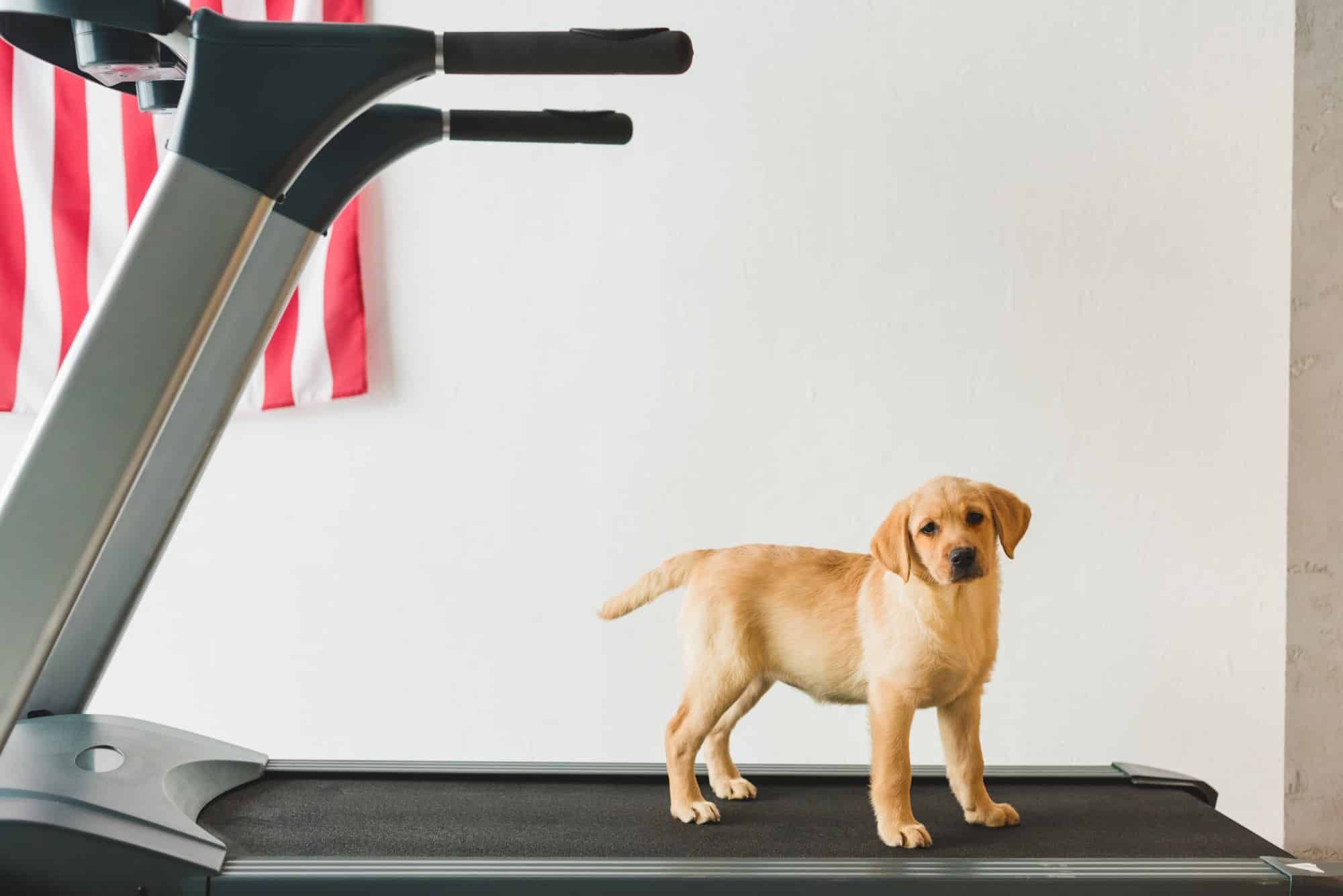 Investors Consider Class Action Lawsuit Over Peloton Tread Injuries