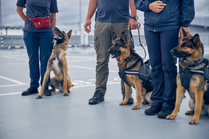 Canine trainers with canines Not actually Global k9 protection group