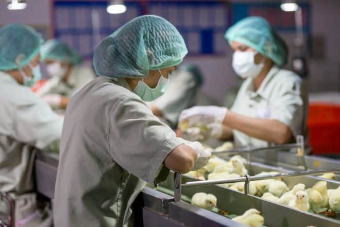 Poultry Business. chicken farm business