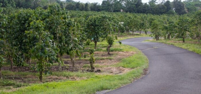 Kona coffee - coffee farmers settlement