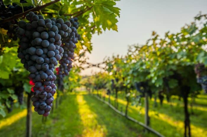 Copper Cane winery faces lawsuit over kind of grapes