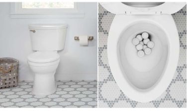 champion toilet