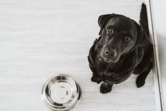 midwestern pet foods