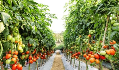 appharvest sustainable food