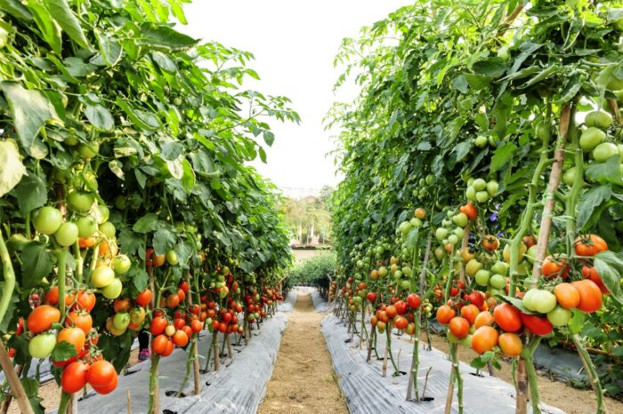 appharvest sustainable food