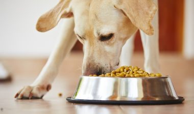recall on fromm dog food