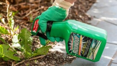 Gardener using Roundup herbicide