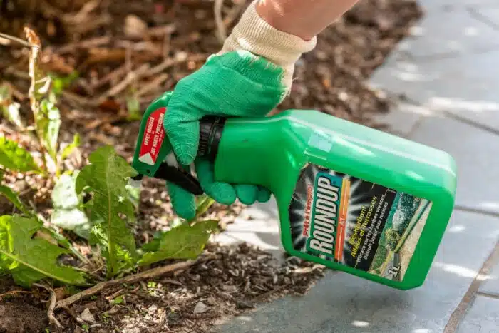 Gardener using Roundup herbicide