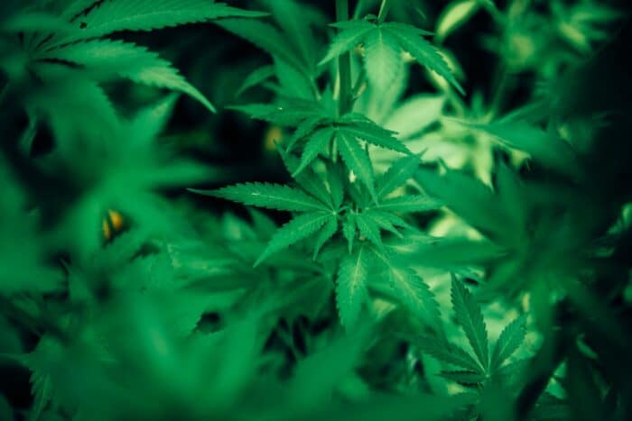 Multiple cannabis plants filling entire image - cbd drops - thc