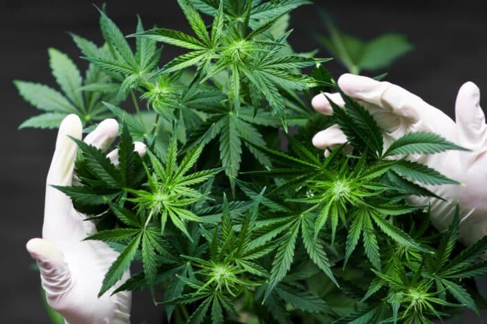 Cannabis cultivator tending plant - riverview farms settlement