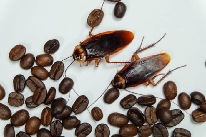 Cockroaches eat coffee beans on a white background.