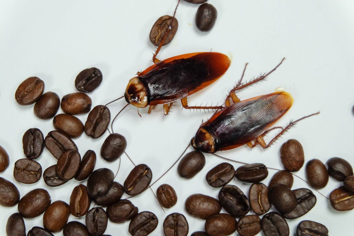 Bugs in your coffee? Surprising defects allowed in U.S. food