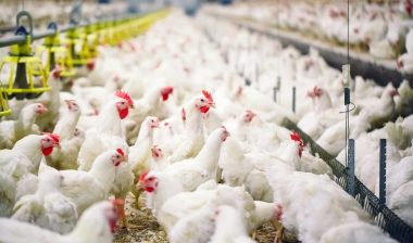 Indoors chicken farm, chicken feeding; koch chickens
