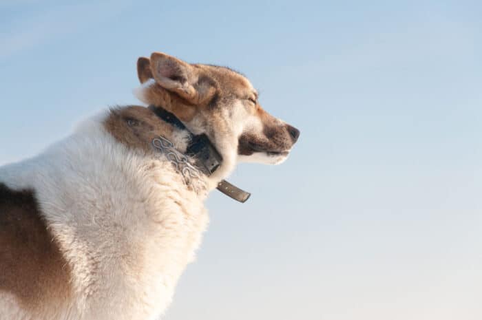 Close up of a dog wearing a shock collar.
