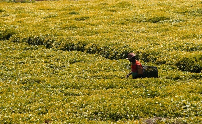 A person working on a farm, harvesting plants, representing the minority farmers claiming the government owes millions related to the Inflation Reduction Act.