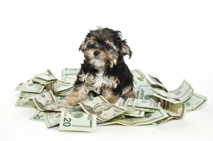 Cute Morkie puppy sitting in a pile of money on a white background.