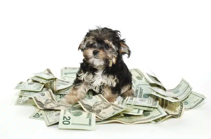 A cute little Morkie puppy sitting in a pile of money on a white background.