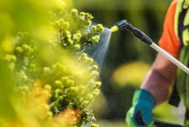 Gardener spraying pesticides