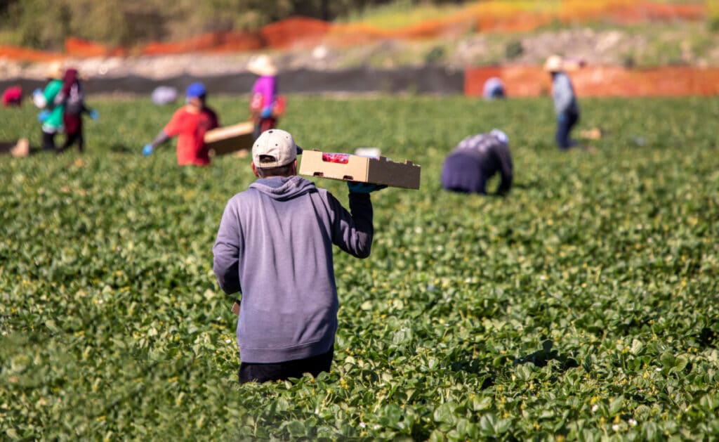 Male farm worker holding palett of strawberries while standing in a field